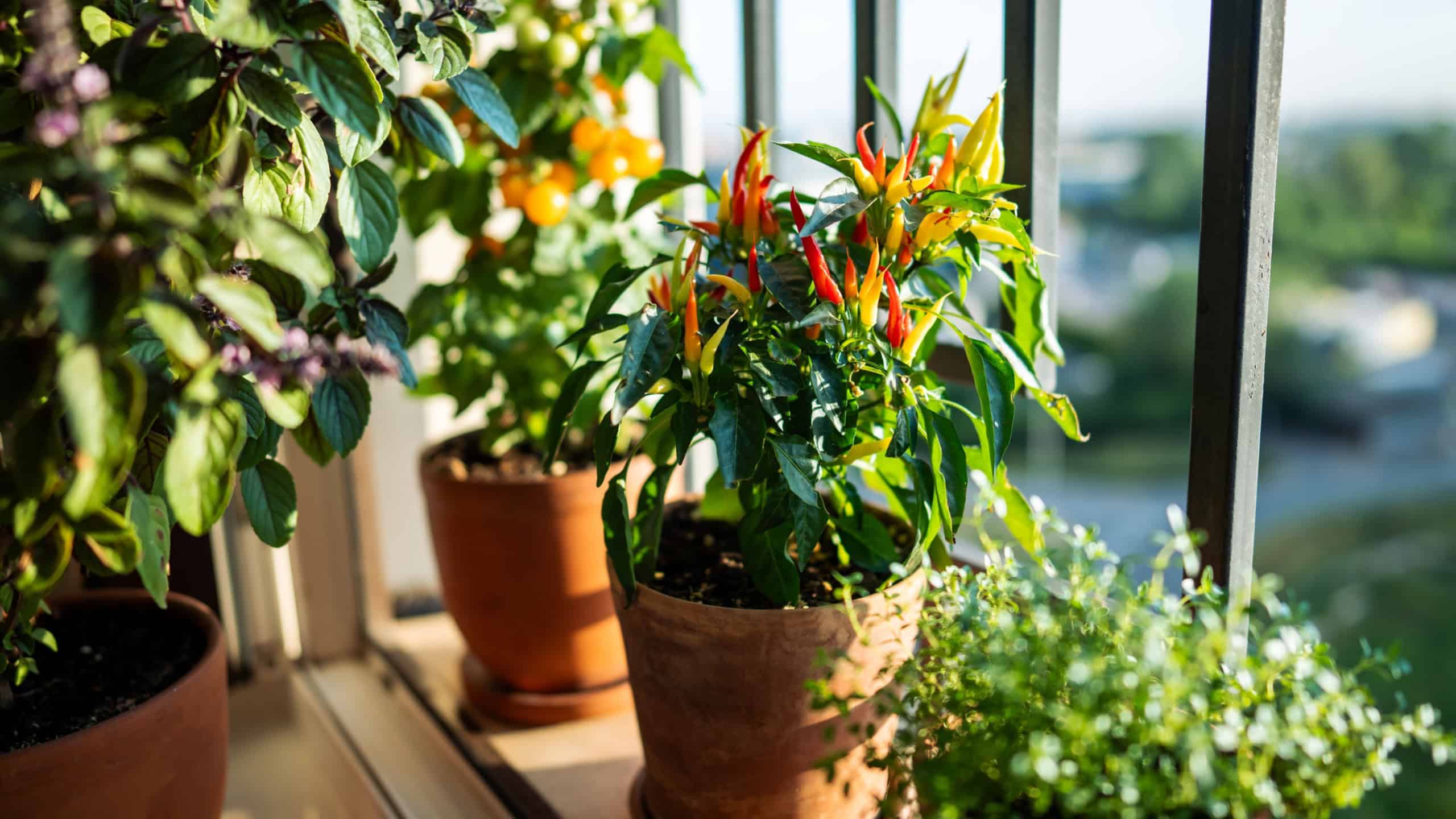 Homegrown of thai basil, dwarf red hot pepper plant, yellow tomato cherry in flower pots growing on french balcony at home, sunlight. Urban gardening and farming in the house.