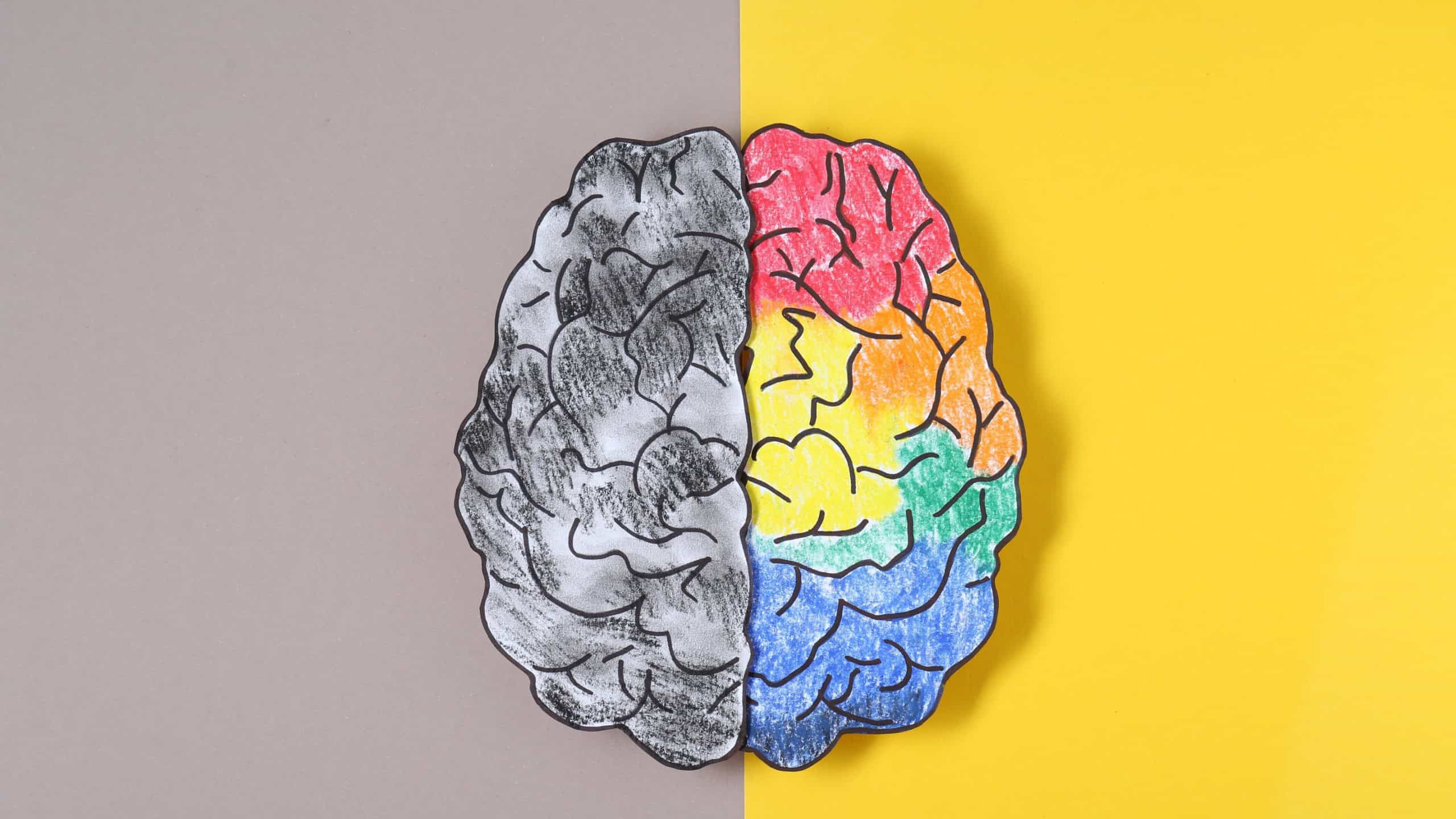 Logic and creativity. Paper brain with one colorful hemisphere and another grey on color background, top view