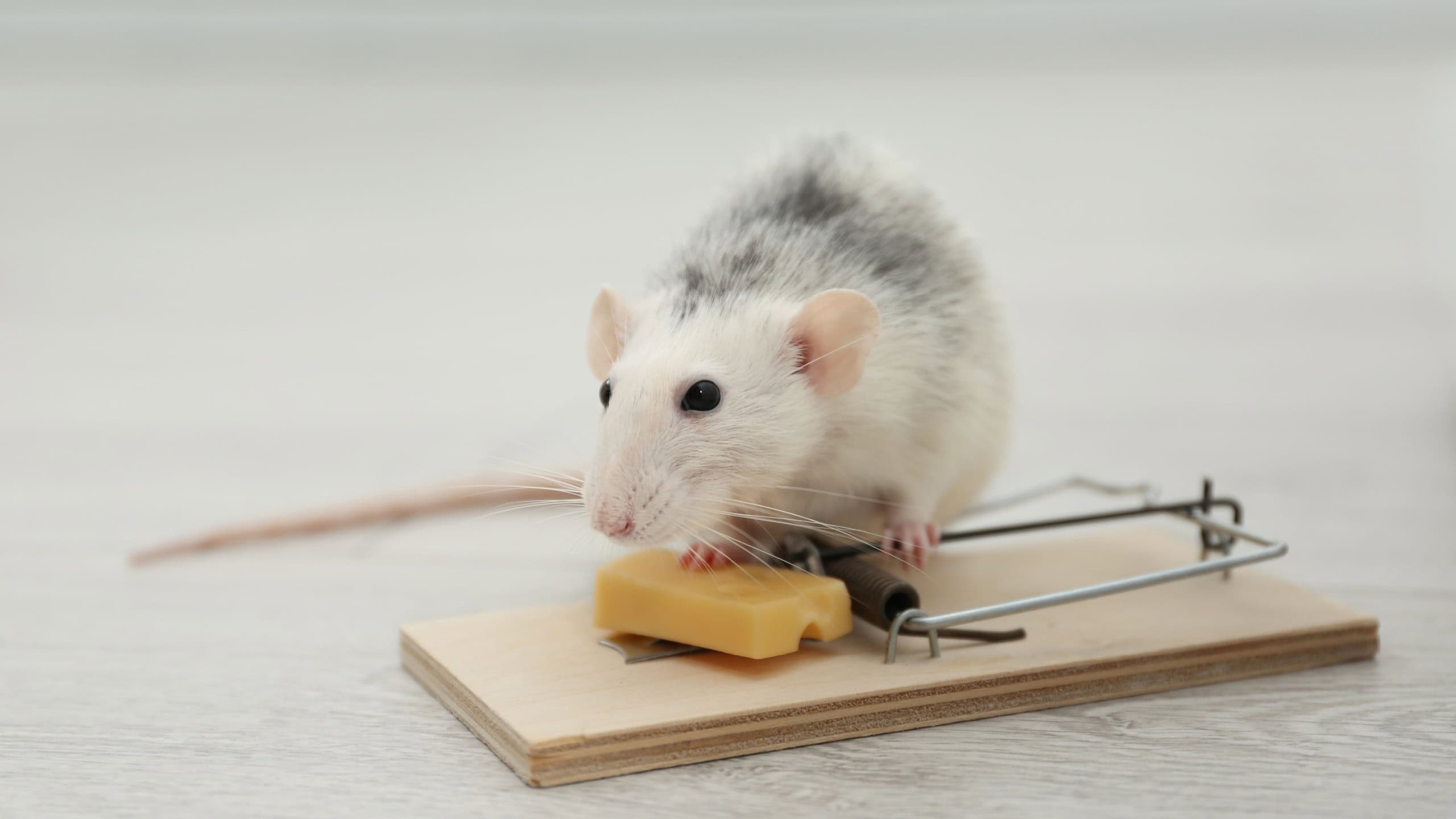 Rat and mousetrap with cheese indoors. Pest control