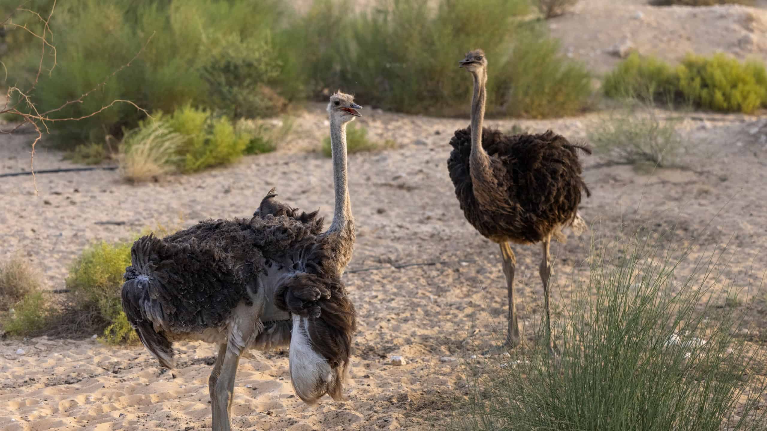 Egyptian Ostrich held in captive conservation programme, Saudi Arabia