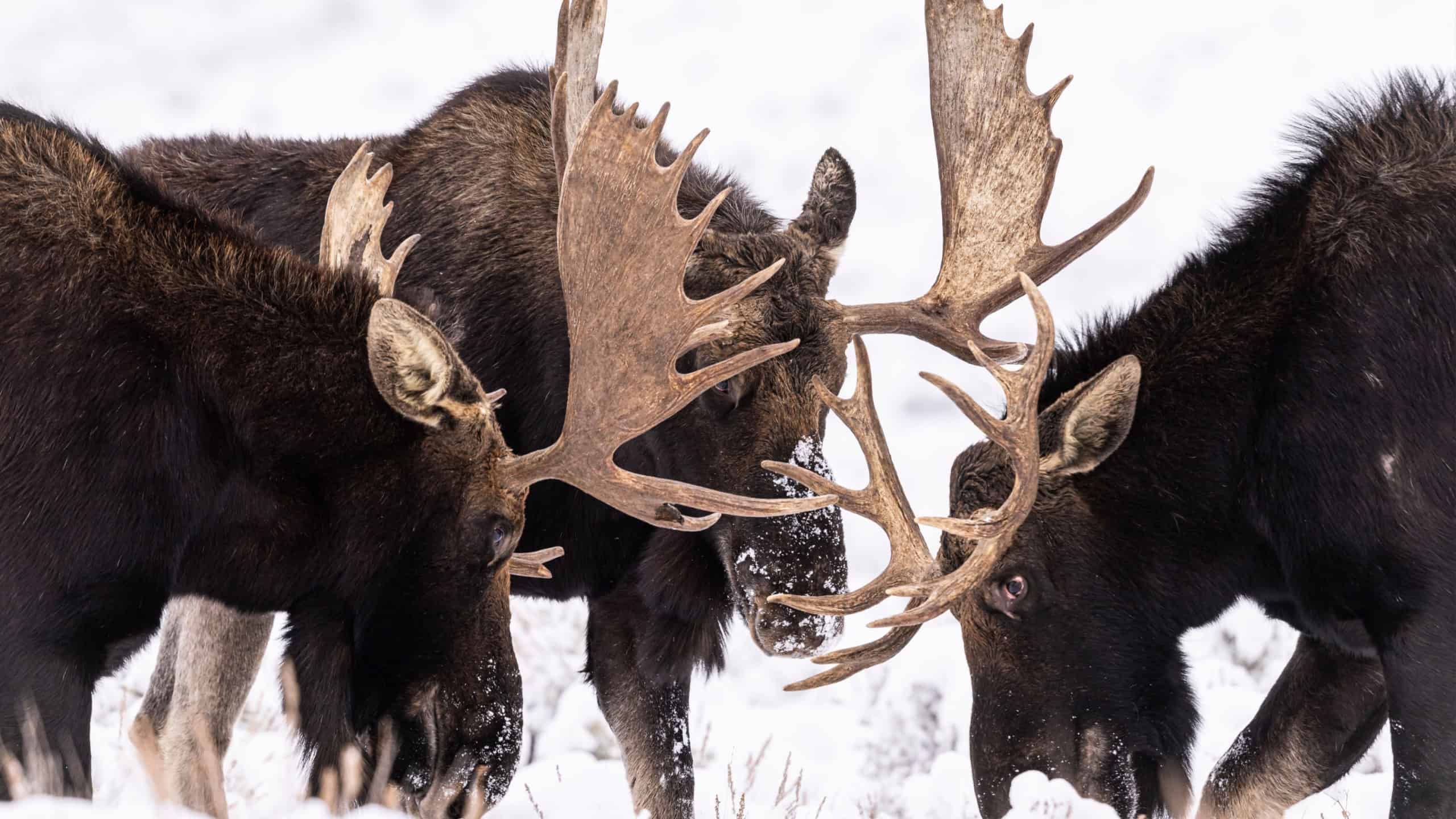 A group of moose engaging in a battle with their impressive antlers amidst a snowy landscape