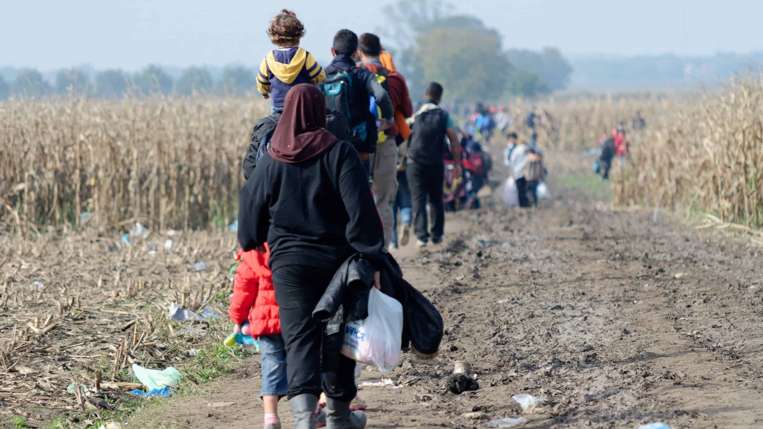 Croatia and Serbia border: Refugees walking through the cornfield. Migrants trying to cross the Croatian border to enter the European Union in search for a better life