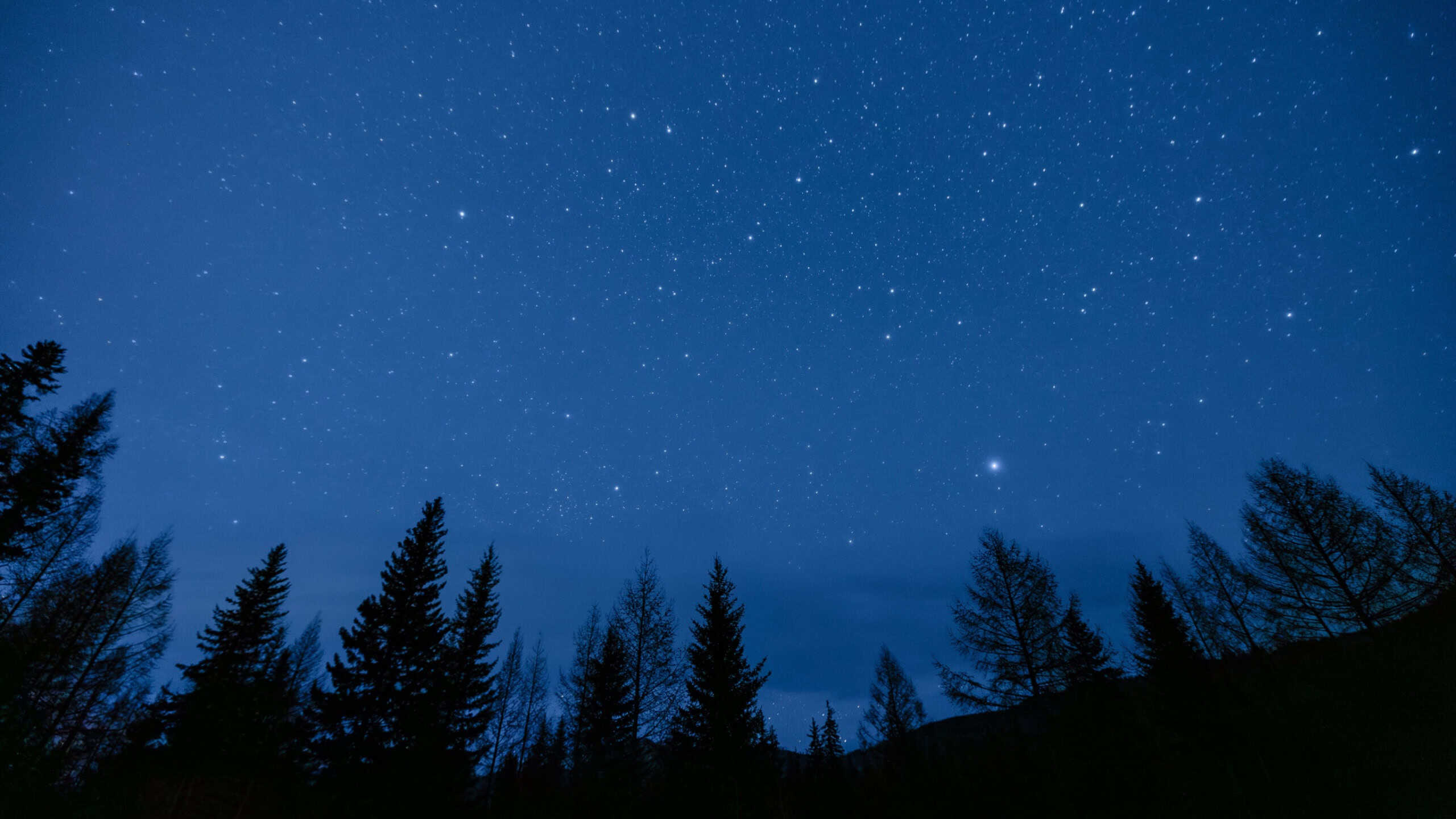 Starry night sky over forest silhouette, nature background.