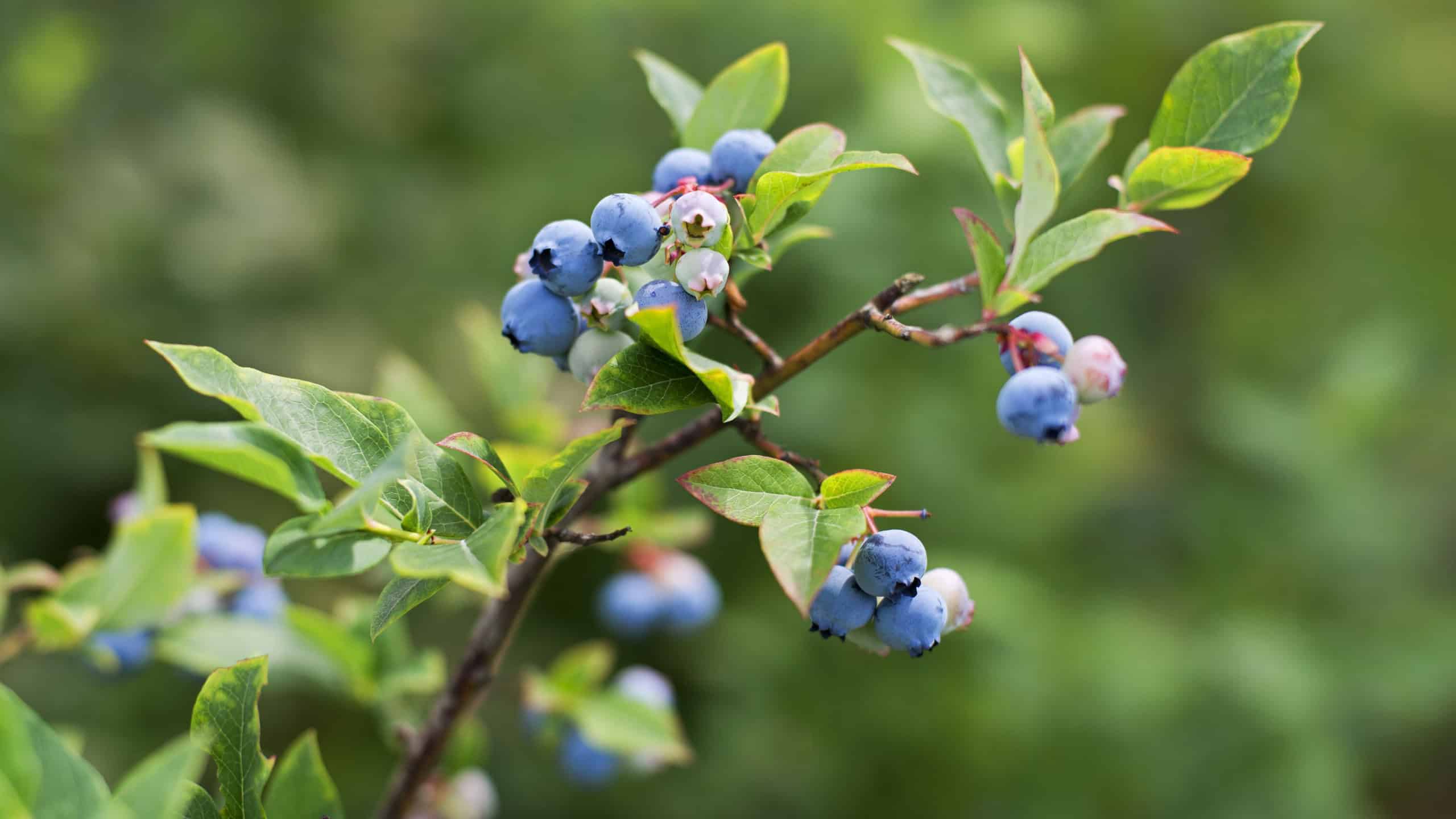 Fresh ripe blueberries outdoor close up shoot
