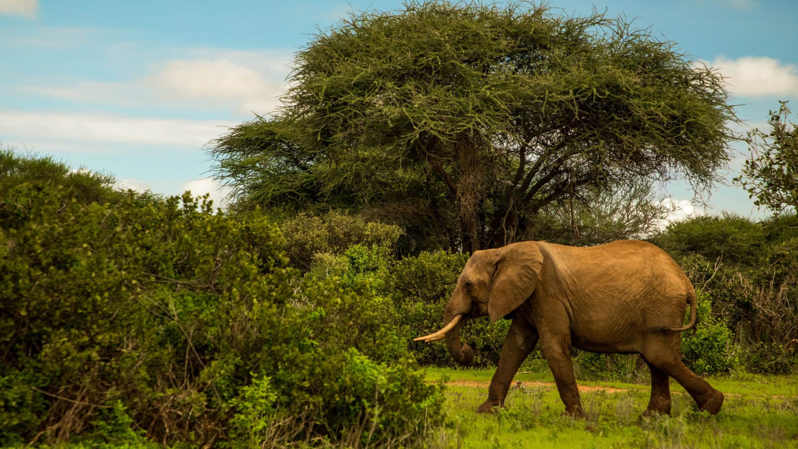 African elephant mother with the elephant baby in the wild in the savannah in africa.