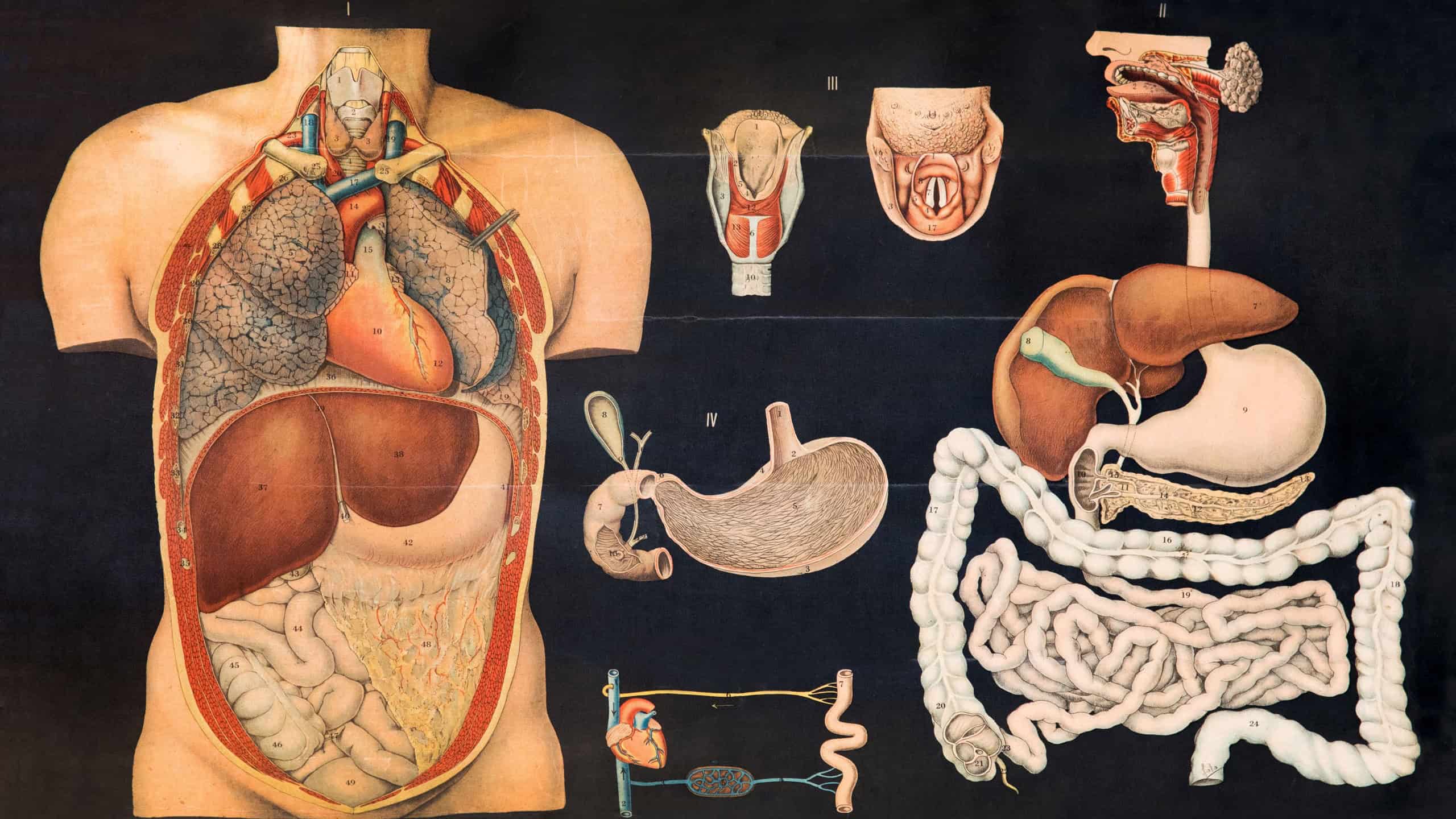Old vintage chart of internal human anatomy showing the organs of the stomach and digestive system