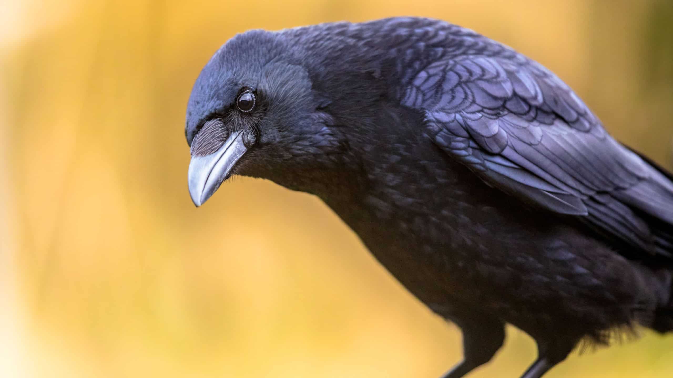 Carrion crow (Corvus corone) black bird portrait of head and looking at camera. Wildlife in nature. Netherlands