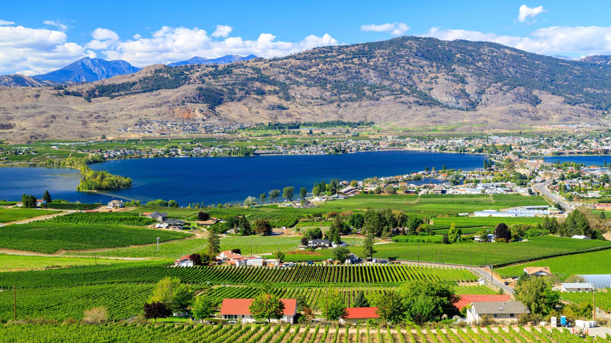 View of the agricultural landscape and vineyards during summer season in the small town of Osoyoos located in the Okanagan Valley, British Columbia, Canada.
