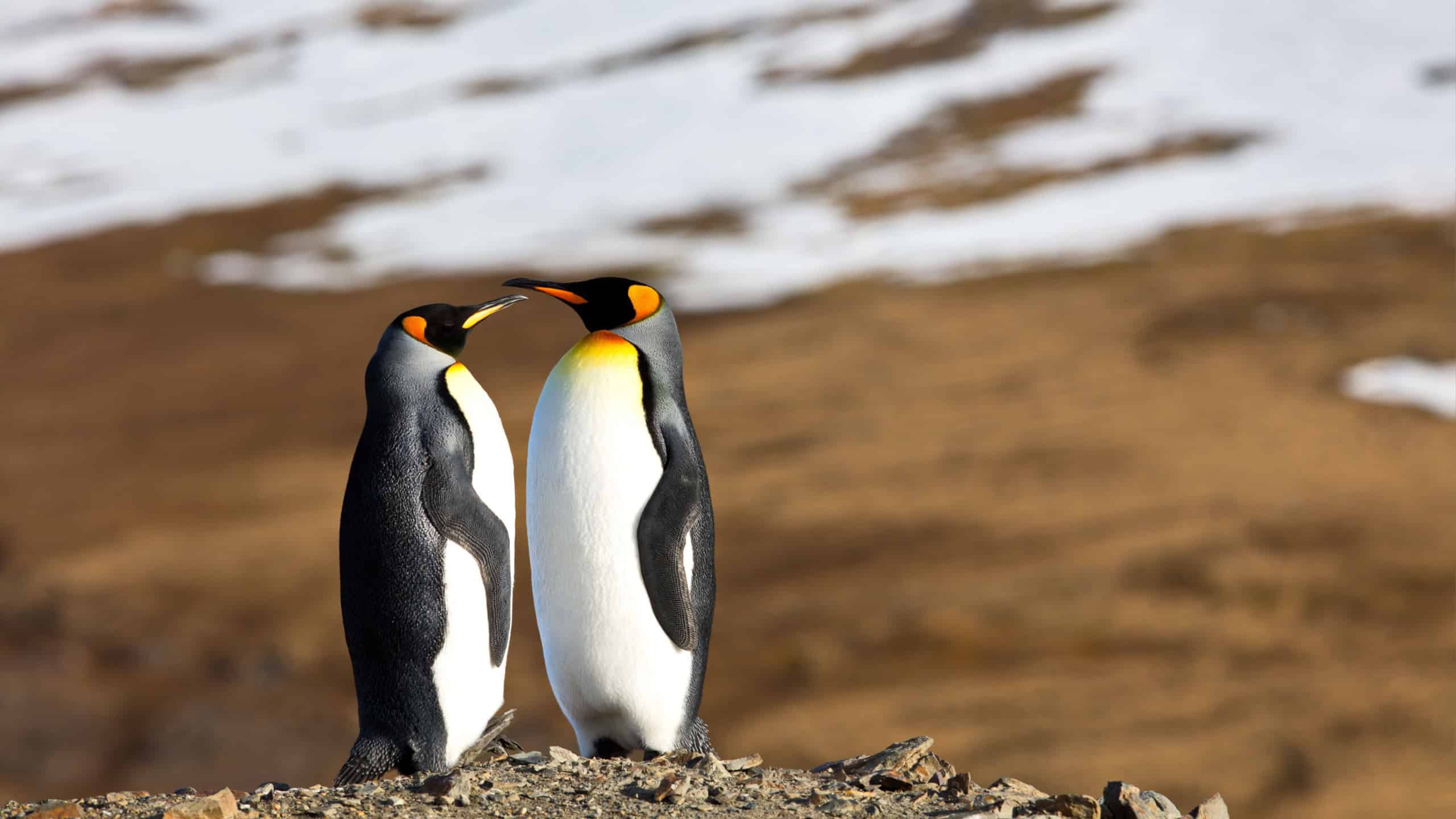 A couple of penguins on the beach with a mixed sand and snow background in South Georgia, Antarctica