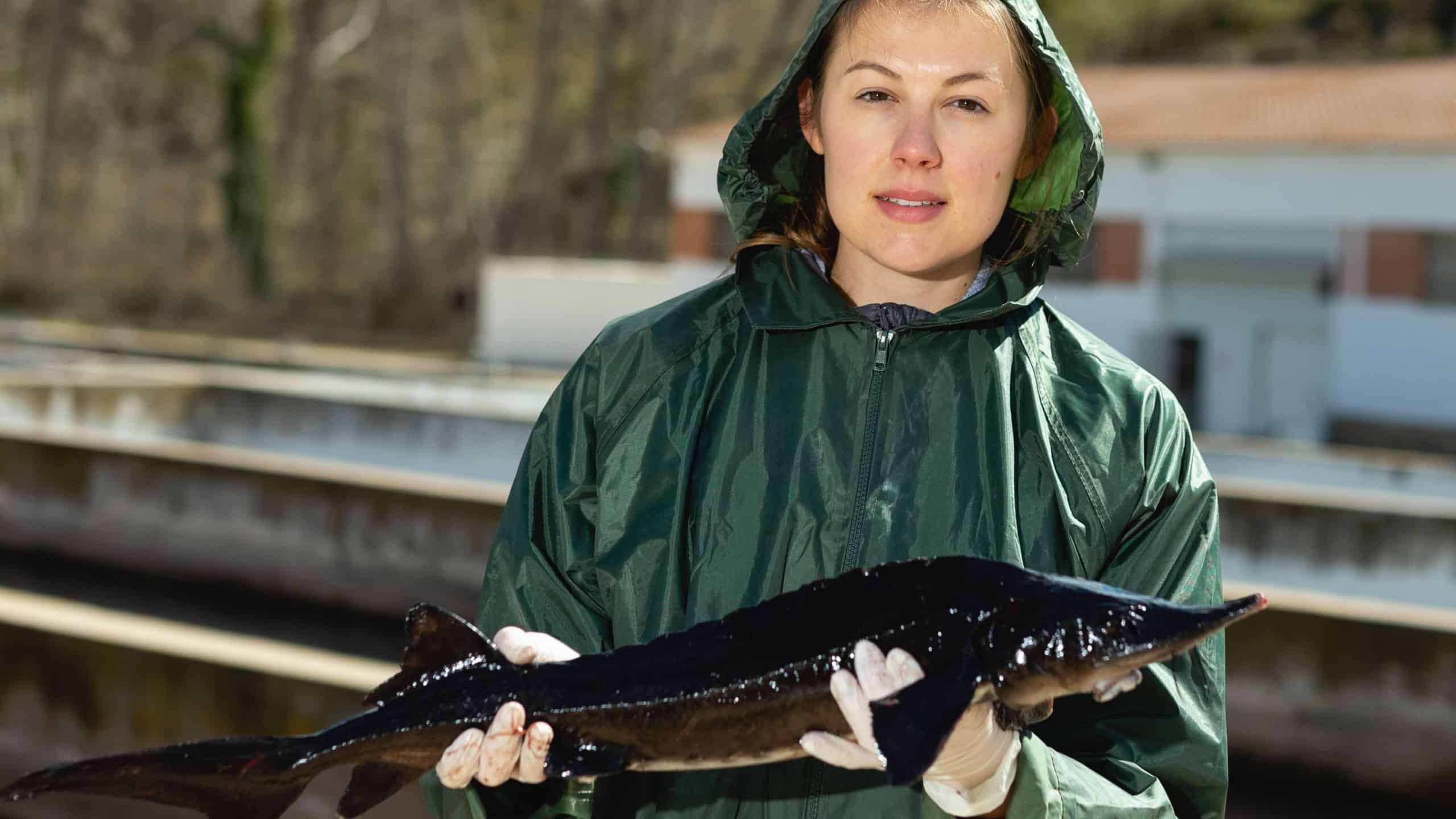 Female fish farm worker holding adult sturgeon fish