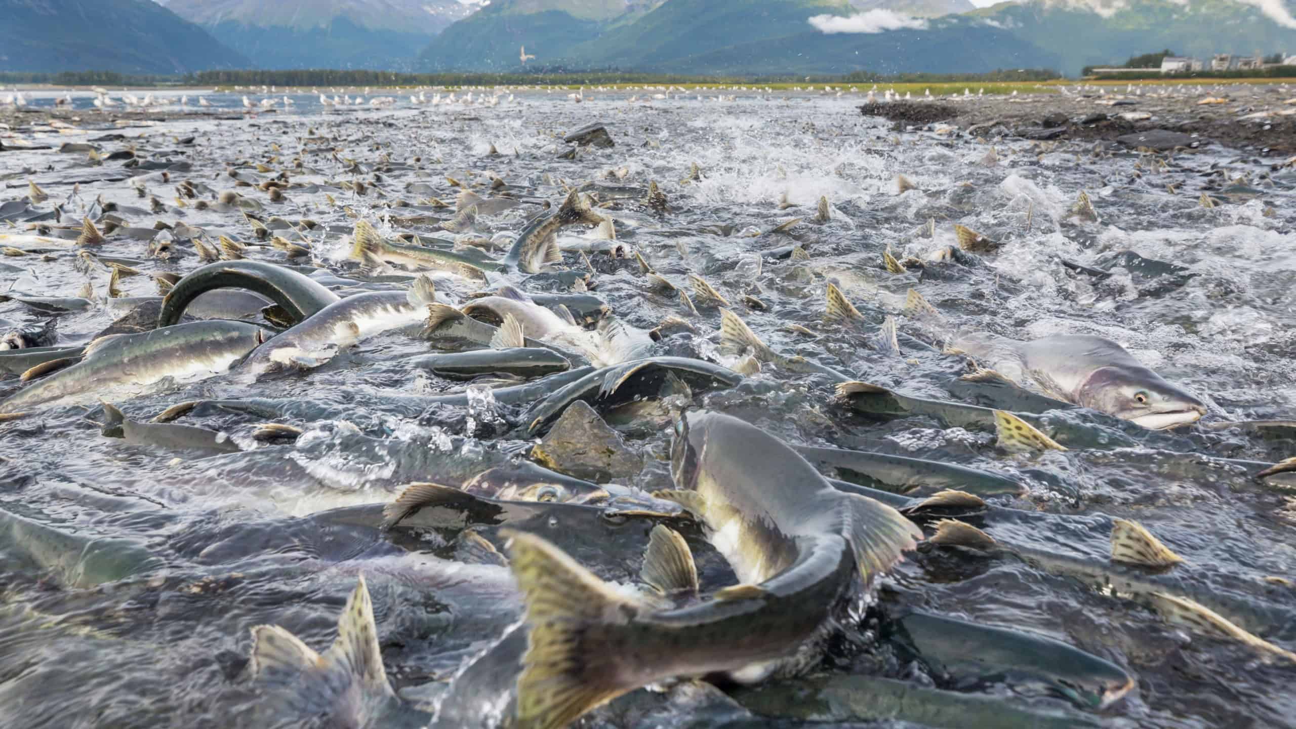 Salmon spawning in Alaska river