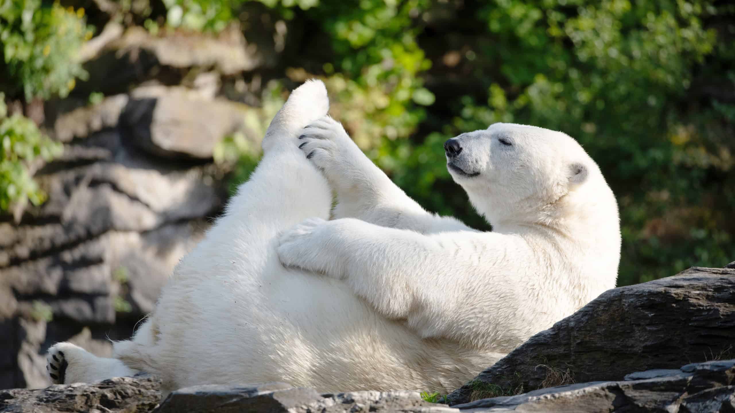 Funny white polar bear sitting in funny pose and playing in Berlin zoo. Nature animal background. protection wild animals and global warming concept