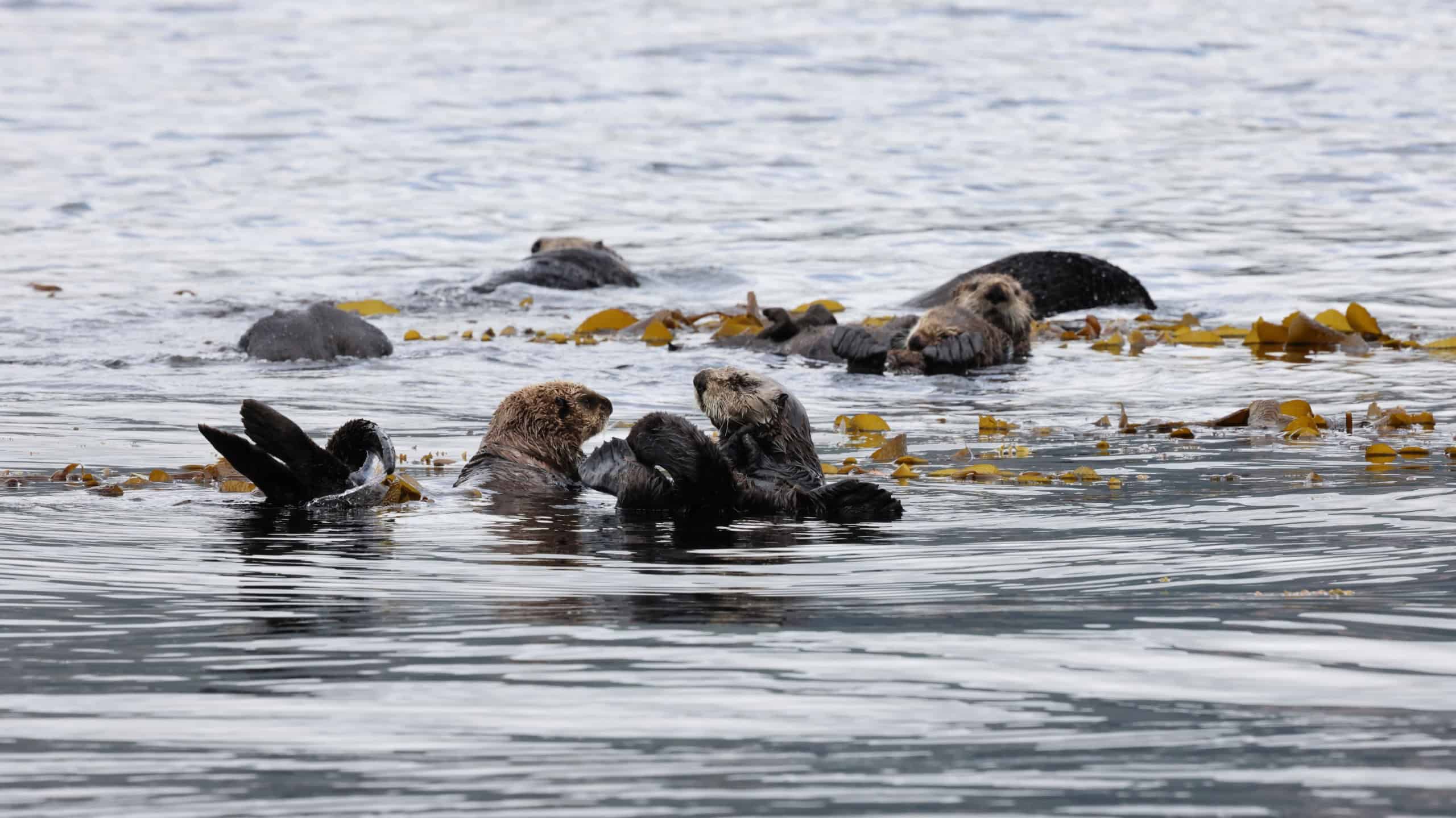Sea Otter (Enhydra lutris) Vancouver Island, British Columbia, Canada