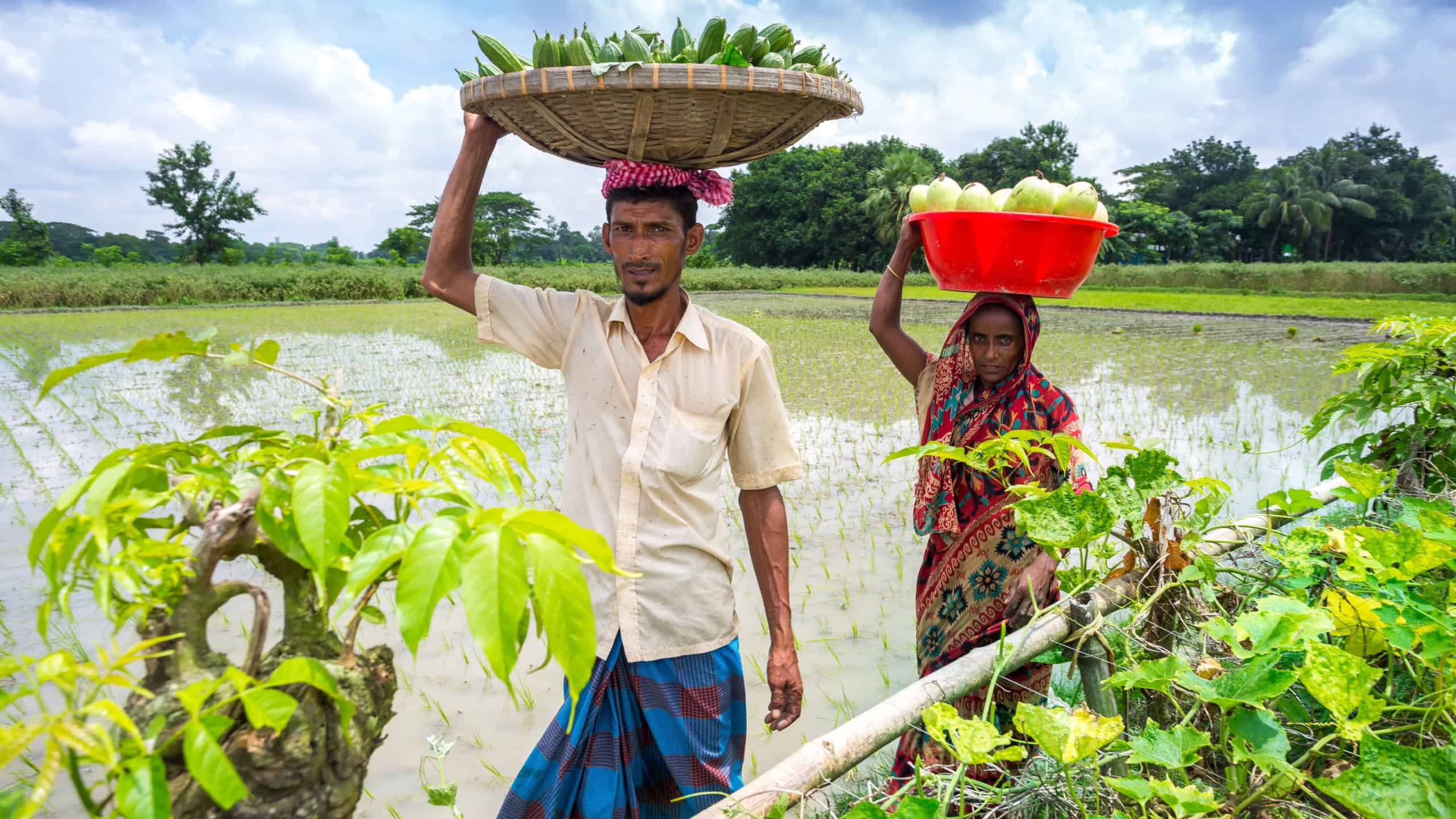 Bangladesh – August 4, 2019: Vegetable farming families are carrying their crops on their heads in Narsingdi district.