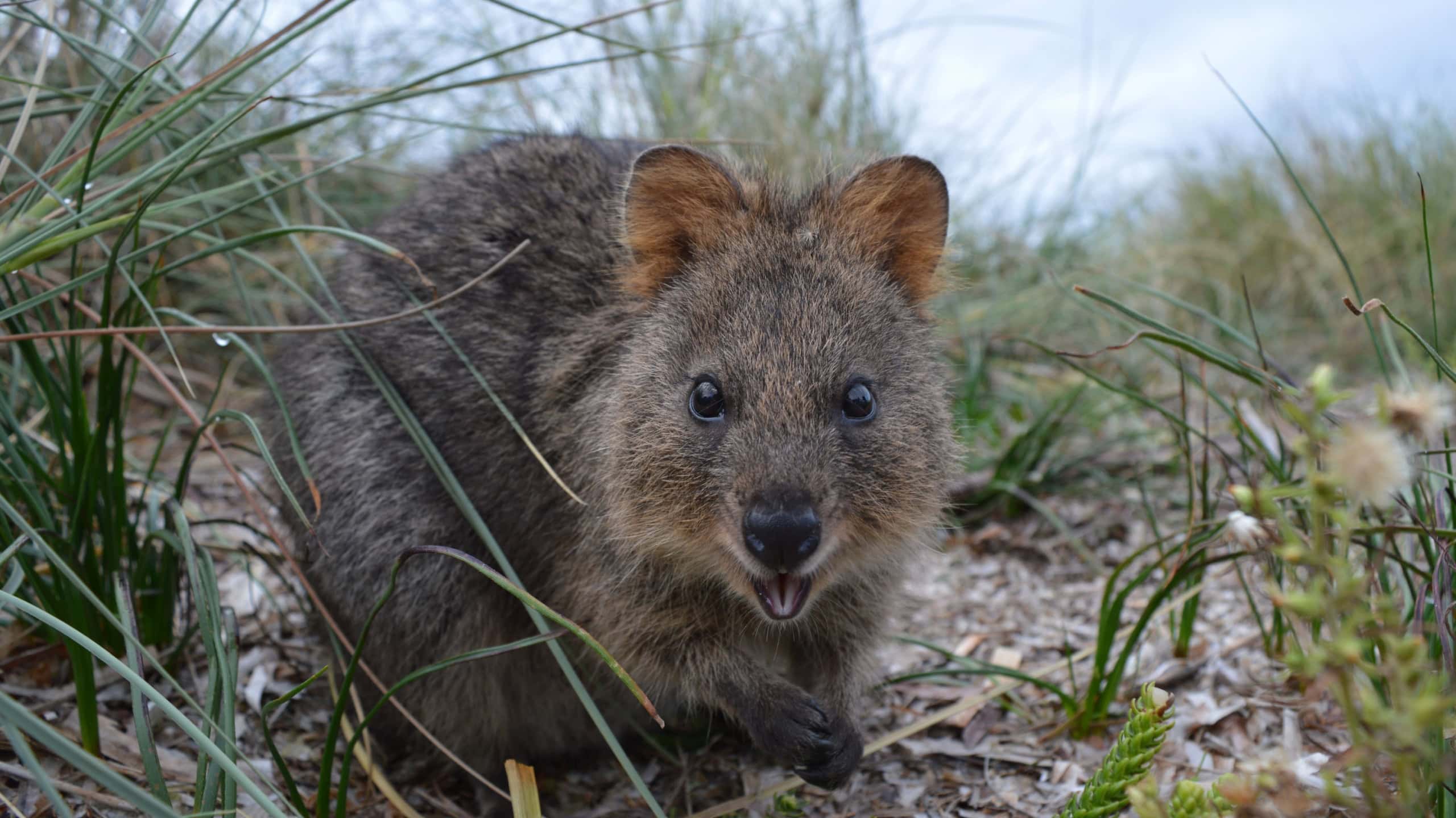 Happy quokka laughing in the wild