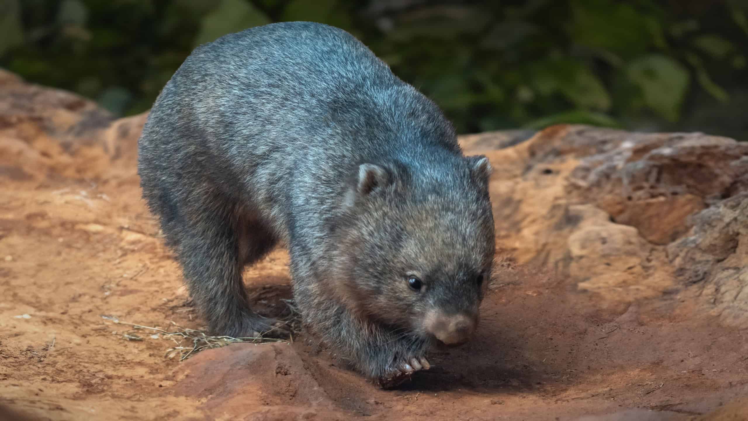 Common Wombat (Vombatus ursinus) - Australian Marsupial