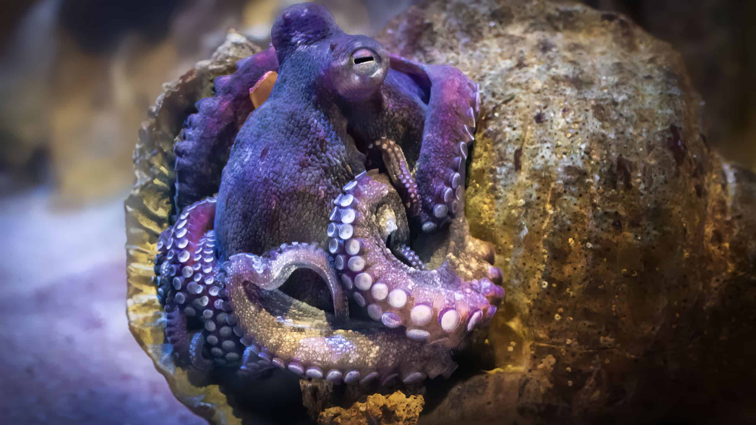 Common Octopus on a shell (Octopus vulgaris)