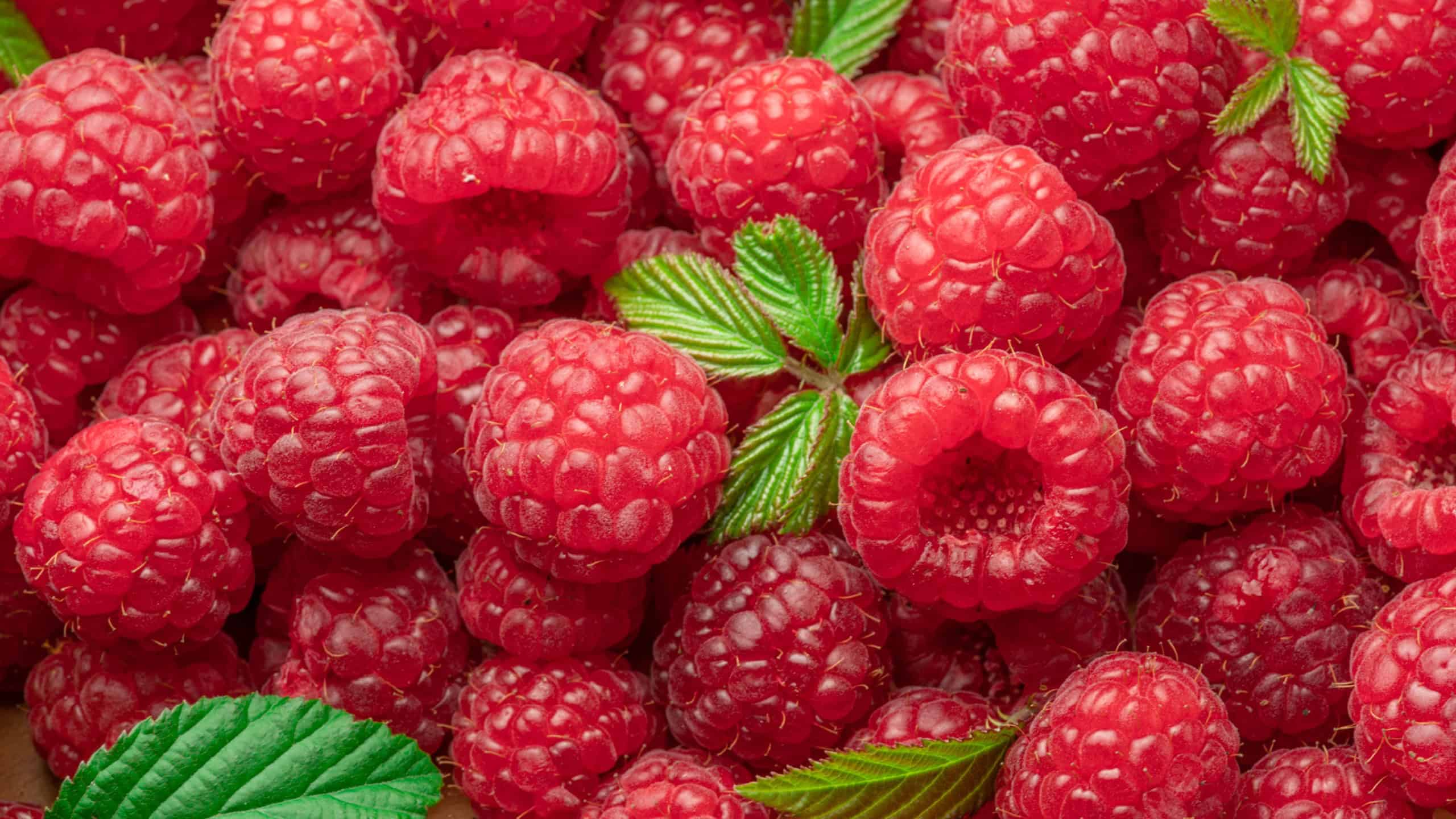 Fresh red ripe raspberries. Raspberries background.