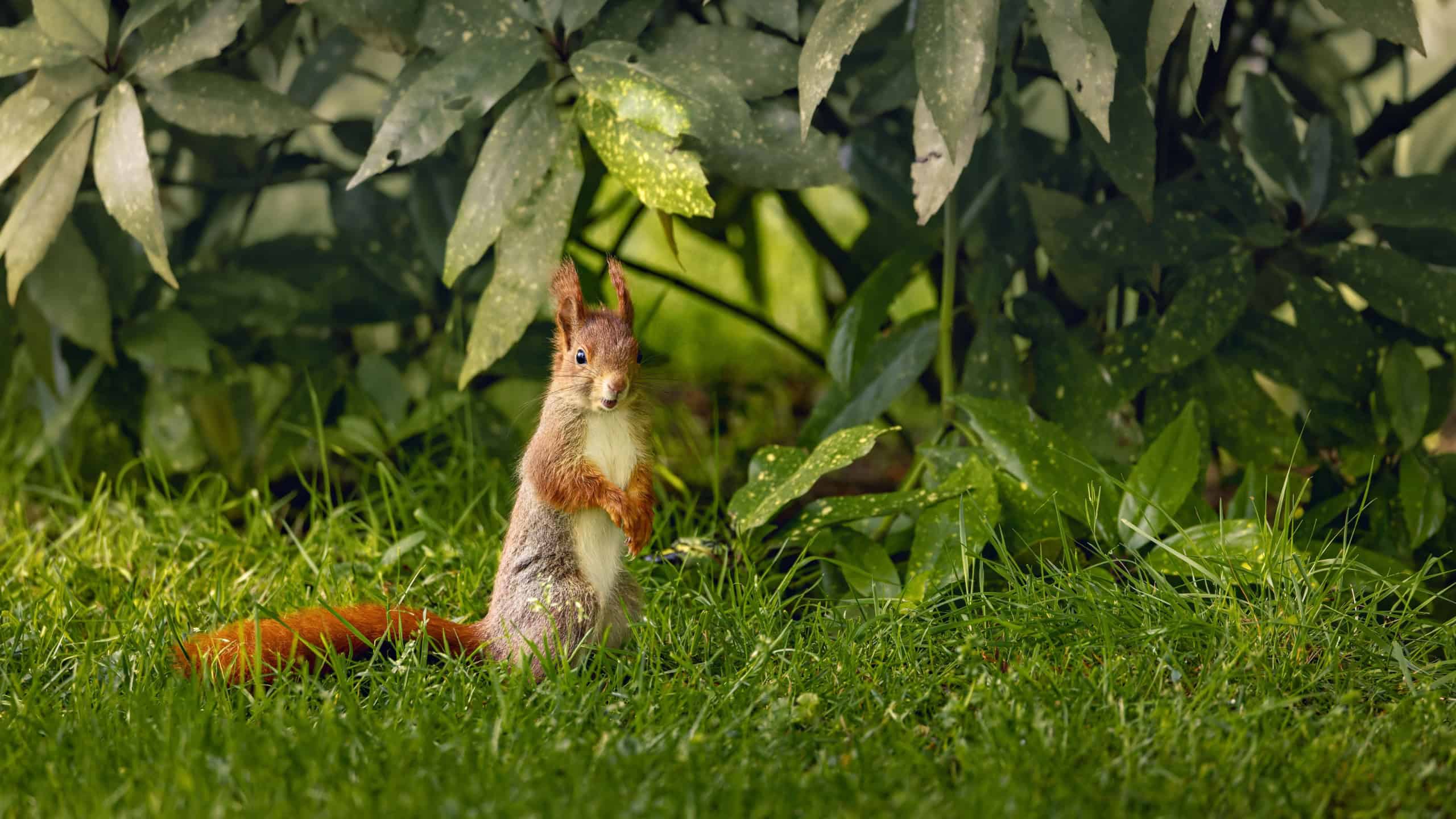 A cute squirrel munching on food in grass