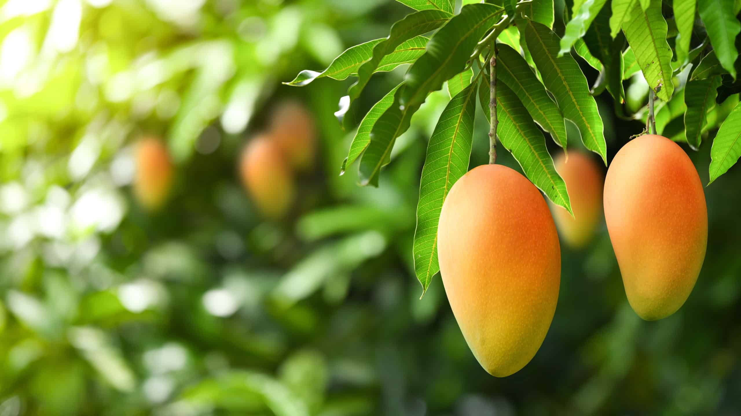 Close-up red mangoes hanging on tree.