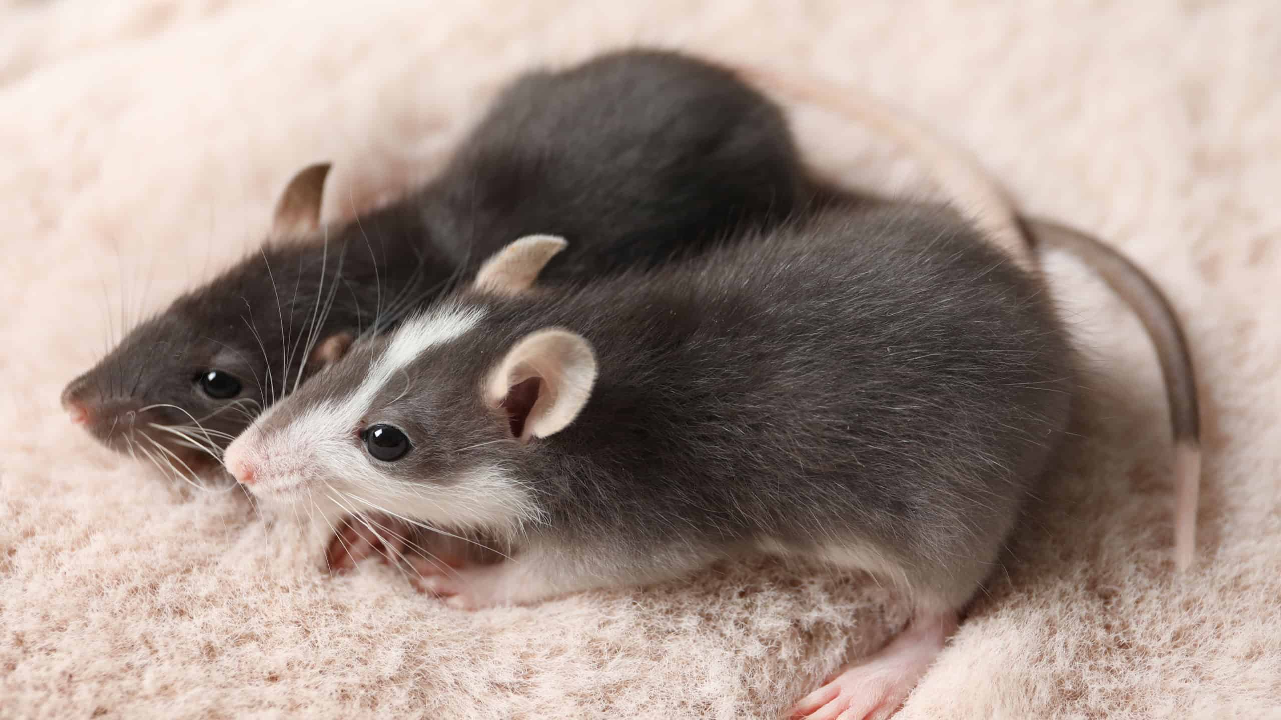 Two adorable little rats on faux fur