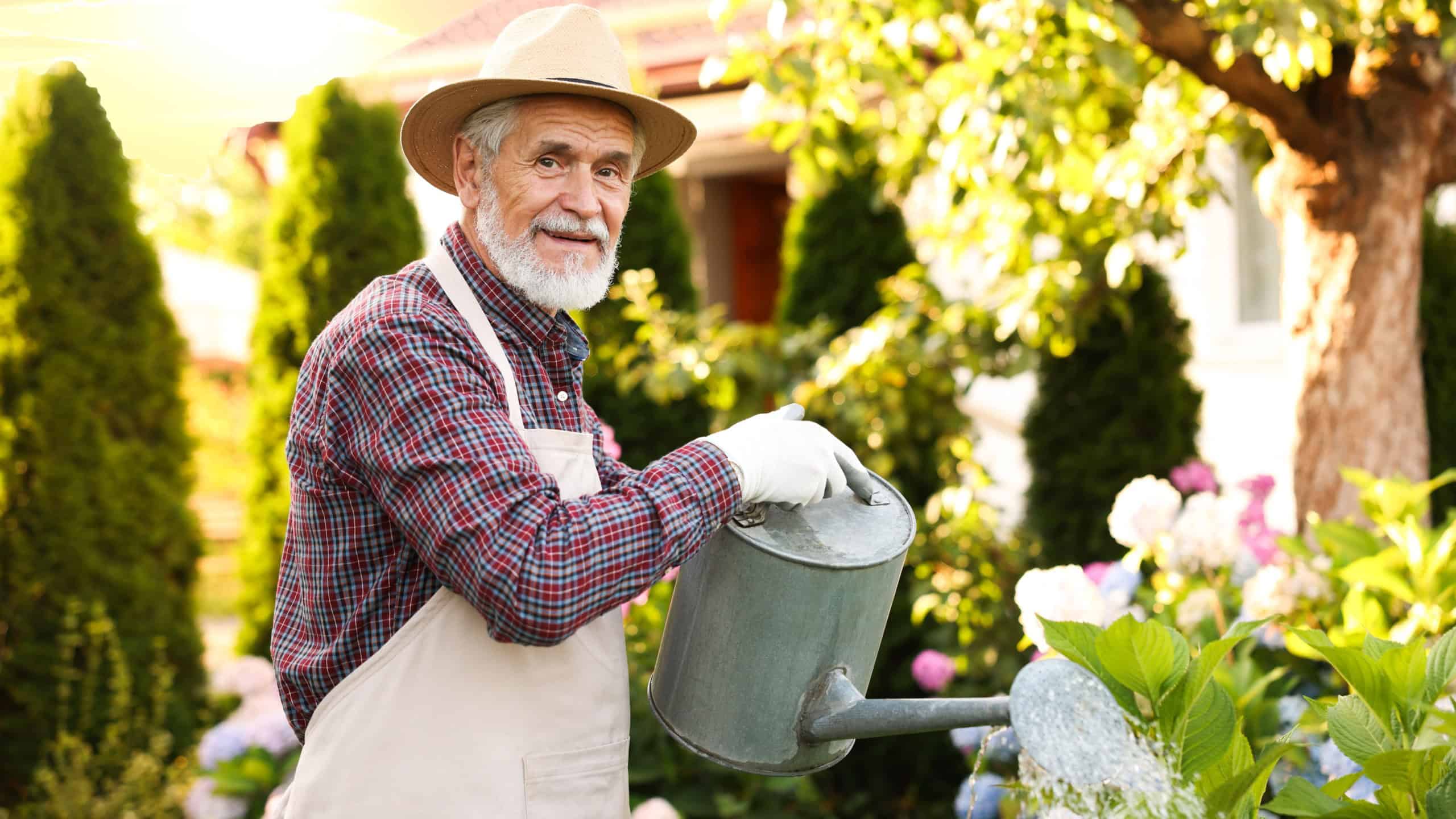 Elderly man in hat and apron watering beautiful flowers with can in garden