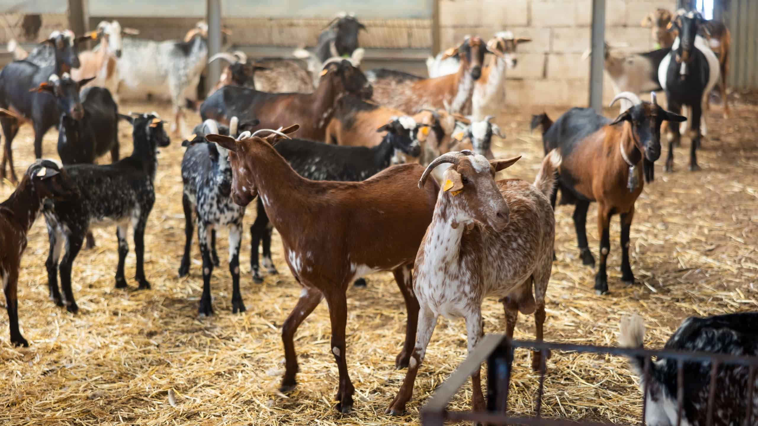Taking care of ear tagged goats in livestock farmhouse. Concept of farming and animal husbandry