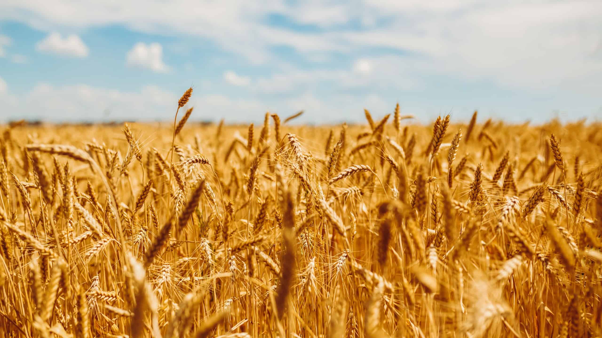 Wheat stalks sway gently in the breeze in a large field. The sky is bright with a few clouds. The sun shines down on the golden grains ready for harvest.