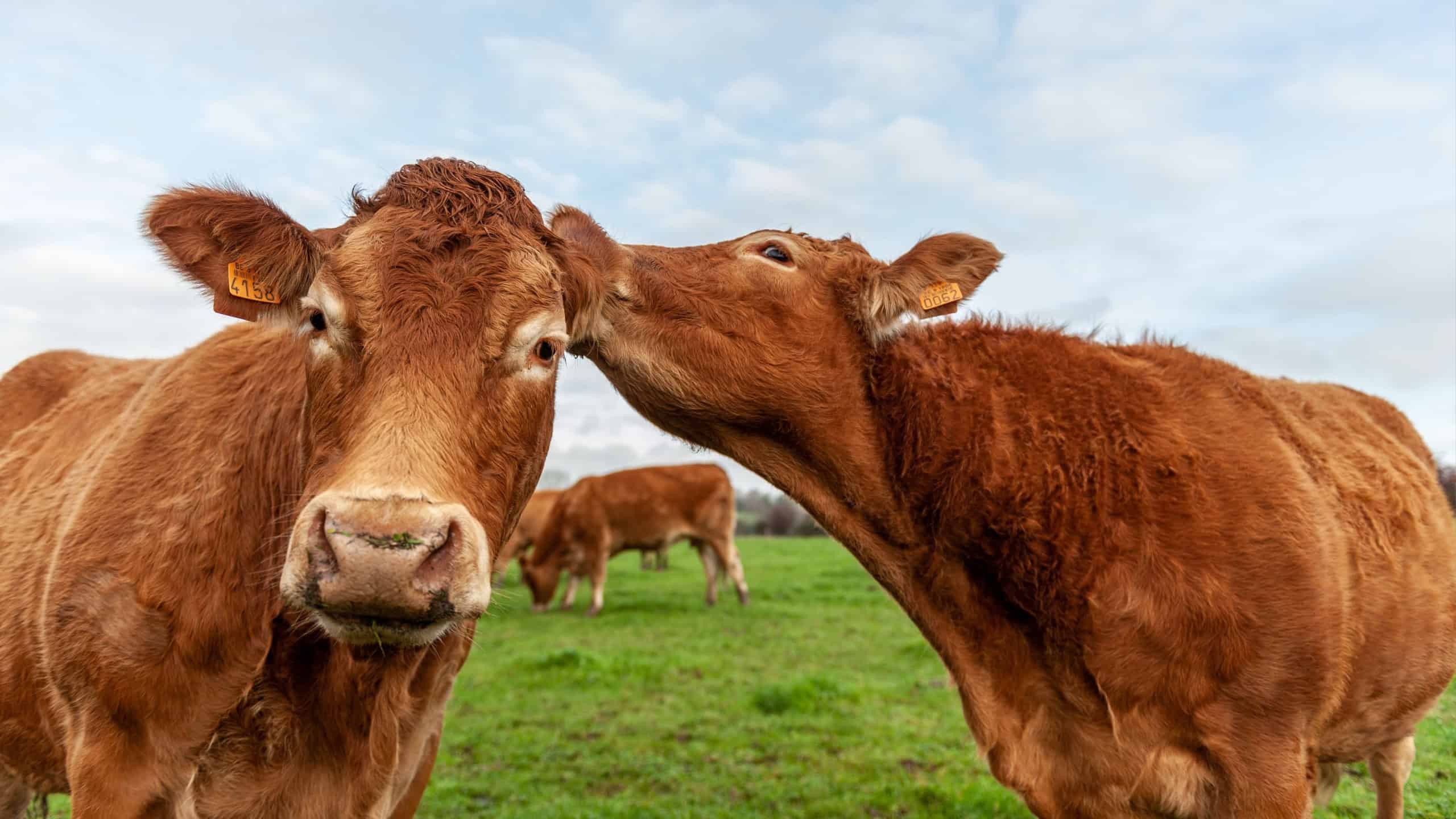 Close-up of two cows looking affectionally at each other.
