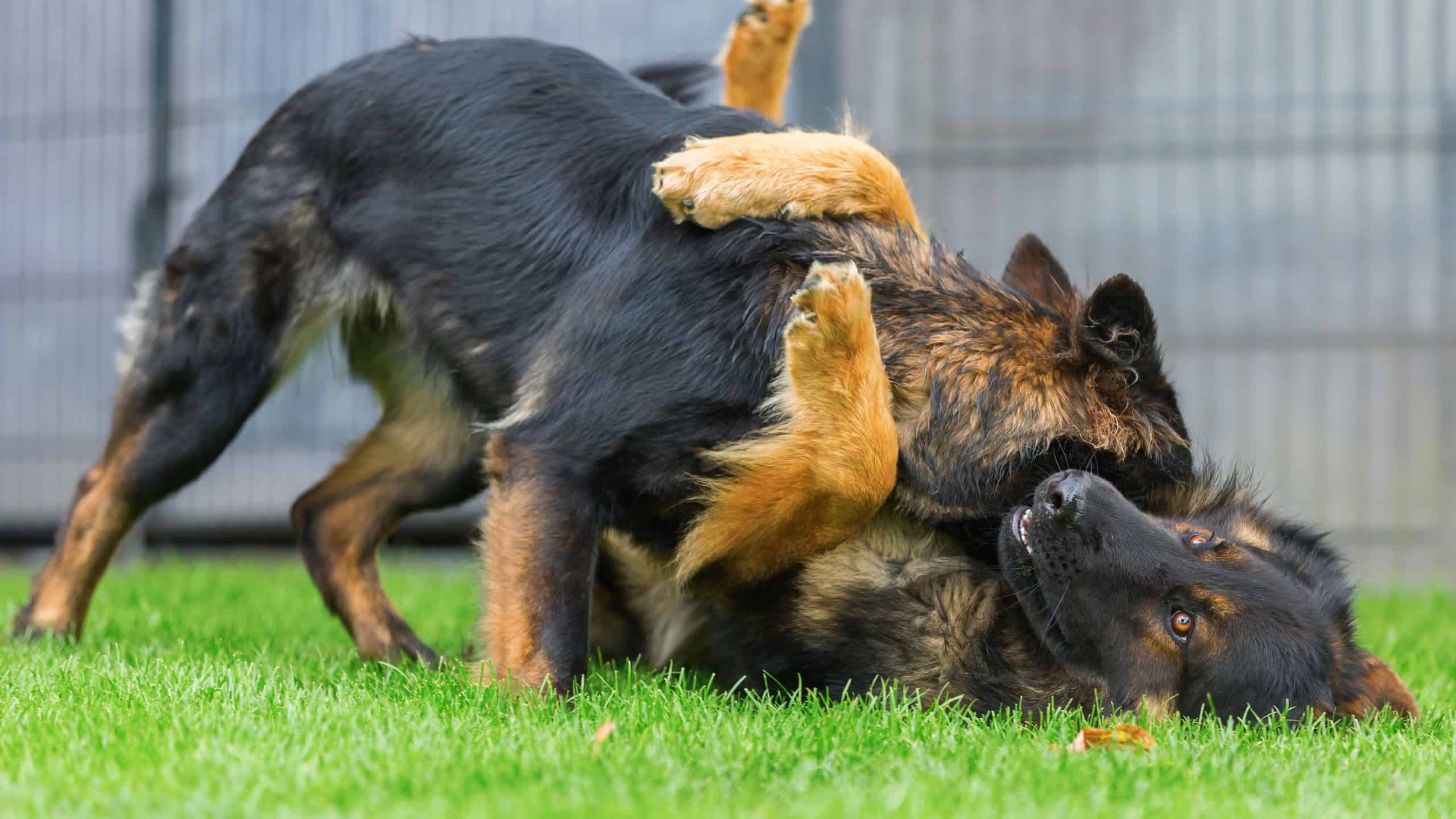 picture of two Old German Shepherd dogs who are fighting in the garden