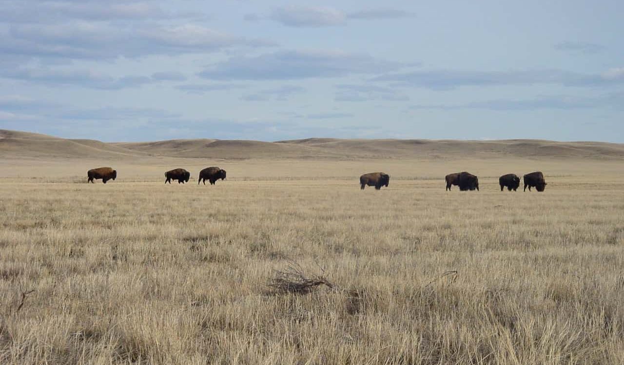 Saskatchewan - Grasslands National Park 02